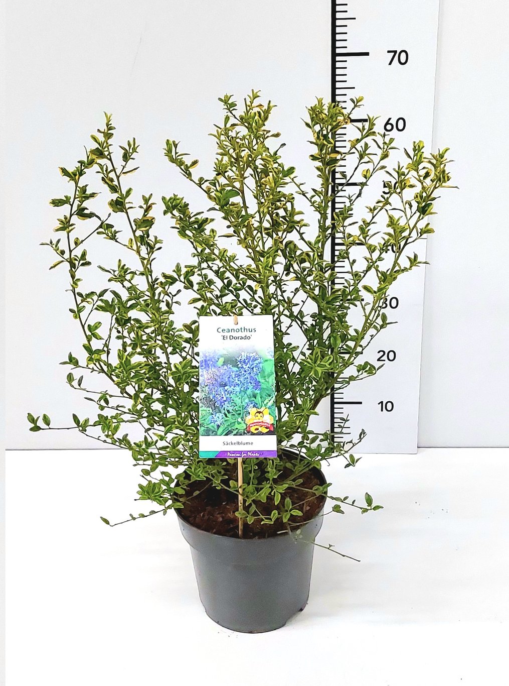 Ceanothus 'Eldorado' - C5 40-50 CM